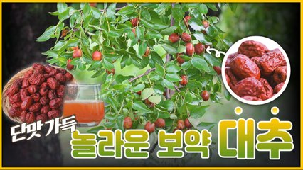 산이 주는 보물, 우리 임산물 숲푸드 – 15편 대추 / YTN