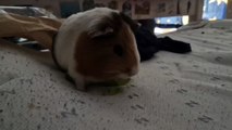 grape eating guinea pig 20250830_143802
