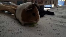 grape eating guinea pig 20250830_143802