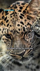 Tres felices leopardos: La madre y sus dos cachorritas