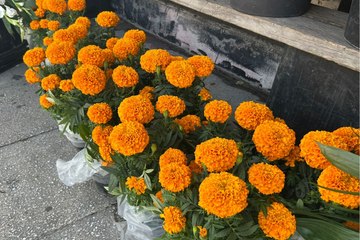 Día de Muertos 2025, ¿dónde comprar flor de cempasúchil en Monterrey?