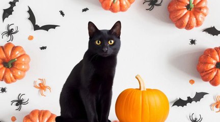 Saltillo: ¿Por qué los michis negros son vulnerables durante las festividades de Halloween?