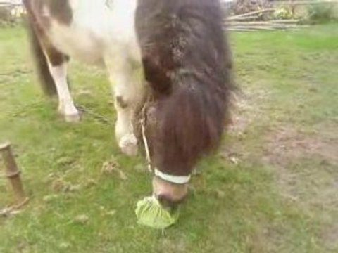 Mon poon mange de la salade