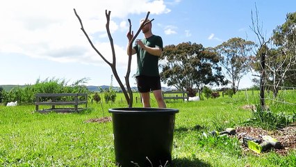 2 Ways to Build a Dragonfruit Trellis for Growing Dragon Fruit in Containers