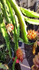 Desert King 16- Remove the thorns before harvest #bestdragonfruit #dragonfruit #farming #gardening
