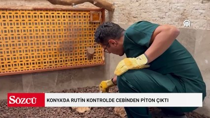 Konya'da rutin kontrolde cebinden piton çıktı