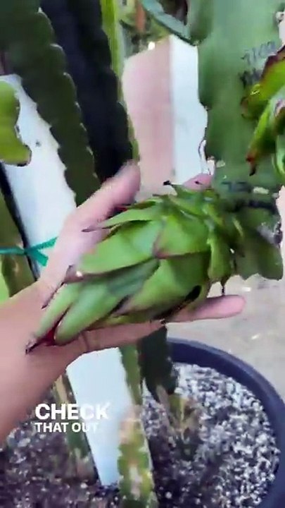 These Dragon Fruits Are Growing So Big!!! Asunta 4 & 5