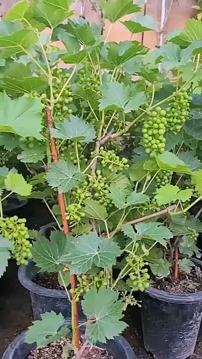 UBAS SA PASO HITIK SA BUNGA