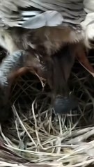 Cuckoo Chick Pushes Out Older Nest Mate