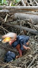 Cuckoo Chick Pushes Out Older Nest Mate