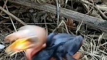 Cuckoo Chick Pushes Out Older Nest Mate