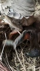 Cuckoo Chick Pushes Out Older Nest Mate