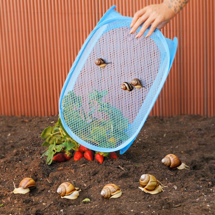 Sorry bugs  but you don't stand a change agains these hacks 🐜 #hacks #pests #bugs #repellent #greenlife