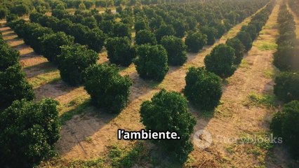 Il Fascino del Legno di Pioppo nella Falegnameria