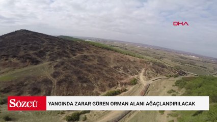 Edirne'de yangında zarar gören orman alanı ağaçlandırılacak