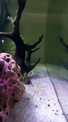 #PlantationTank #aquarium #fish #guppy #guppyfishLets See The World Youtube @AbdulKhan-zg4bd (1)