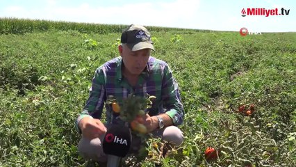 Londra'daki lokantalarını bırakıp, memleketinden bin dönüm arazi aldı: Nisandan eylüle kadar üretip kazanıyoruz