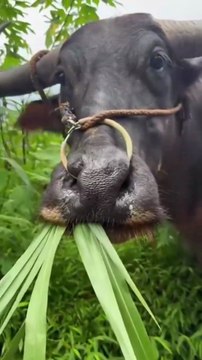 Buffalo viral video | This Viral Buffalo's attitude says' I run this field.