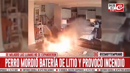 Perito causa un desastre al morder una batería de litio en el living de una casa