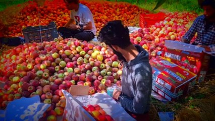 اننت ناگ: جبلی پورہ فروٹ منڈی وادی کا ابھرتا ہوا اقتصادی مرکز، رواں سال میں 500 کروڑ کے کاروبار متوقع