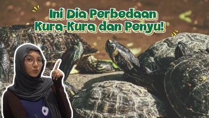 Kura-kura dan Penyu: Sekilas Mirip, Tapi Ternyata Beda Jauh!-Serius Ini Hewan?