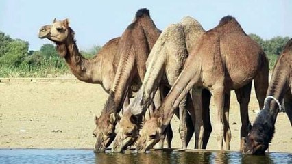 الفارس الشيخ  سلطان بن سطام الأدغم