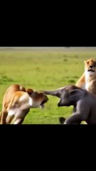 Lion elephant fight - FunkyPets4u