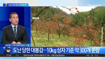 수확 직전 사라진 120그루 대봉감…범인은 ‘전문 절도범’?