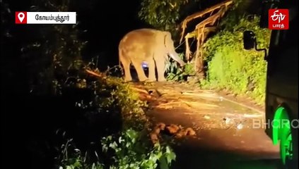 வால்பாறையில் பேருந்தை வழிமறித்த 'கபாலி' காட்டு யானை!