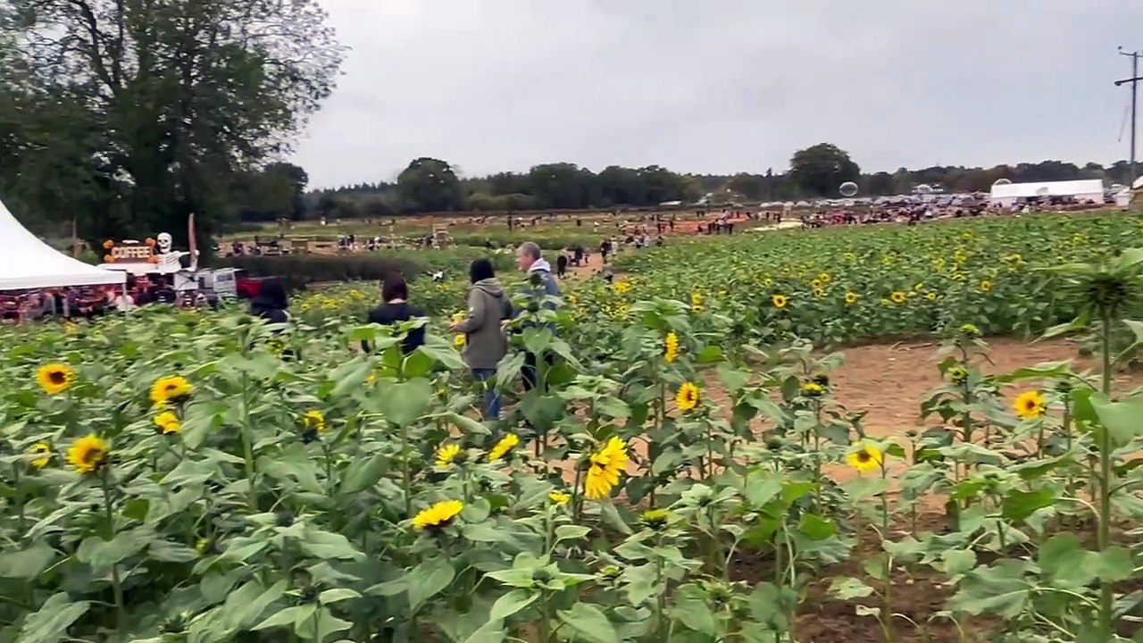 Spooky spectacular at Rogate Pumpkin Patch - what to expect this year