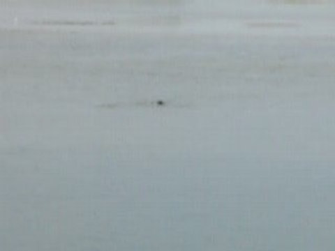 Phoques de la baie de somme