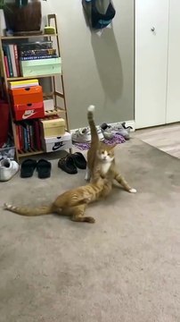 Đừng để vẻ ngoài đáng yêu đánh lừa bạn 😺 🐱 Mèo nhà tôi không ôm nhau ngủ. Chúng ôm nhau… để vật nhau 🔥 🐾 Tiếng gầm gừ vang lên mỗi khi ai đó bước vào 'vùng cấm'. Lãnh thổ là thiêng liêng. Tình thân? Để sau.