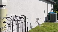 Mischievous Dog Sends Squirrel Tumbling Off the Wall! 🐿️😂|| Heartsome 💖
