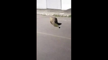 Morador flagra jacaré dando 'passeio' por rua no interior da Bahia