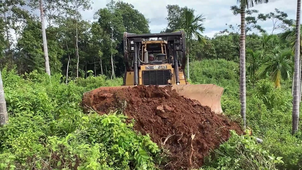 Opening a New Road in the Mountain Peak Plantation with a D6R XL Bulldozer