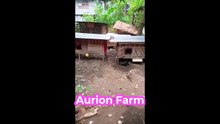 Hasil cetakan Aurion Farm