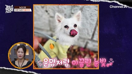 늑대 2호에게 숨겨진 '오빠'가 있다?! 김성주를 미소 짓게 만든 1견 1묘 가족!