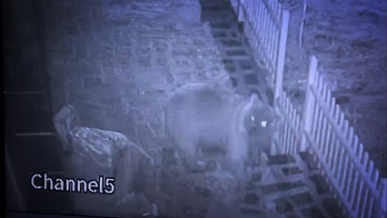 Hırsızlardan şüphelendi, failin bozayı olduğu kamera kayıtlarıyla ortaya çıktı!