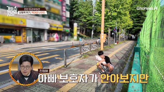 저 어떡하죠 역대급 난이도(?) 늑대 2호의 훈련이 두려운 개통령 강형욱?