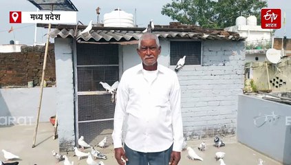 जबलपुर में आज भी जिंदा है कबूतरबाजी, काजू-बदाम खाकर कबूतर आसमान में भरते हैं उड़ान