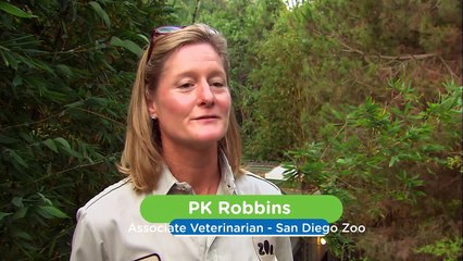 What Should You Look For in a Newborn Panda Cub? These Specialists Have the Answer!