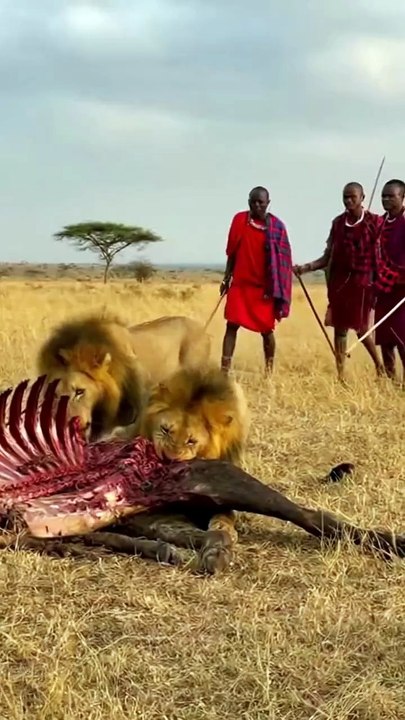 Part 1 ! Man vs Lions. Maasai Men Stealing Lion's Food Without a Fight ! Today's Trending Video
