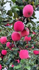 Fresh Red Apples 🍎 | Straight From the Tree