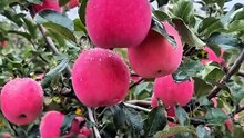 Fresh Red Apples 🍎 | Straight From the Tree