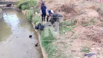 Rescate de Perritos 🐶