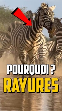 POURQUOI LES ZÈBRES ON DES RAYURES ?!