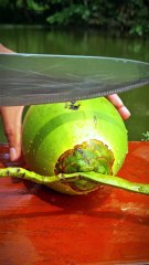 Wow Amazing Green Coconut Cutting Style — Fruit Cutting Skill