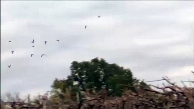 Increasing flocks of parakeets spotted in West Sussex