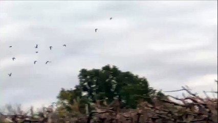 Increasing flocks of parakeets spotted in West Sussex
