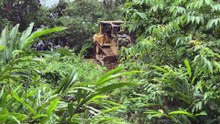 D6R XL Bulldozer Solution for Old Plantation Roads That Are Functional Again